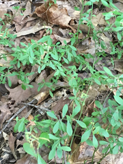 Vaccinium tenellum