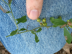 Vaccinium tenellum
