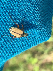 Macrodactylus subspinosus