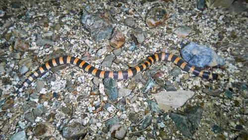 Savage's Sand Snake