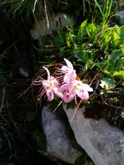 Rhodothamnus chamaecistus