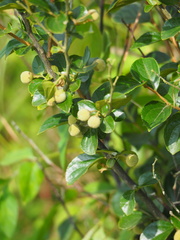 Styrax matsumuraei