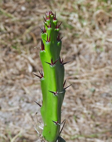 Image of Harrisia bonplandii by no rights reserved