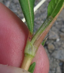 Persicaria maculosa