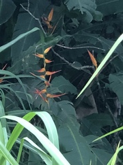Heliconia latispatha