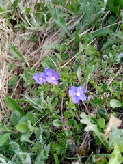 Veronica fruticans
