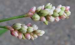 Persicaria maculosa
