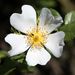 Dog-Rose - Photo (c) Mathieu Massaviol, some rights reserved (CC BY-NC-ND)