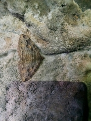 Triphosa