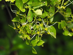 Clematis chinensis tatushanensis