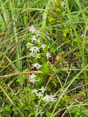 Clematis chinensis tatushanensis