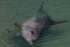 Indo-Pacific Bottlenose Dolphin photo 5