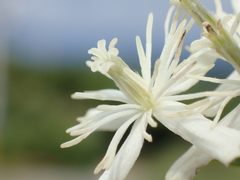 Clematis chinensis tatushanensis