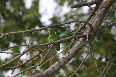 Forpus cyanopygius insularis