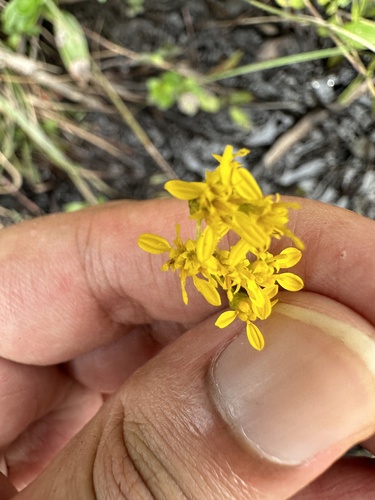 Image of Solidago pulchra by (c) Ashwin Srinivasan, some rights reserved (CC BY)