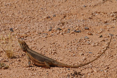 Pogona minor