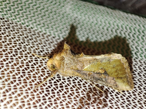 Thysanoplusia orichalcea
