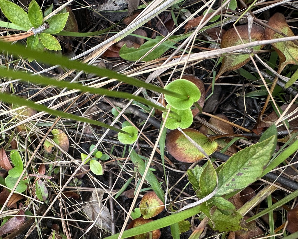 Parnassia caroliniana; photograph (c) Ashwin Srinivasan, some rights reserved (CC BY)