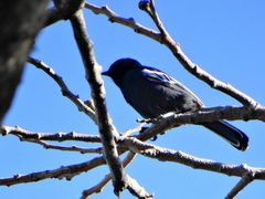 Melaniparus niger niger