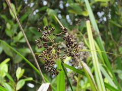 Mapania floribunda