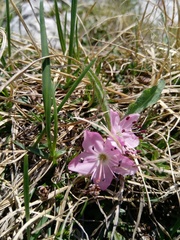 Rhodothamnus chamaecistus