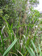 Mapania floribunda