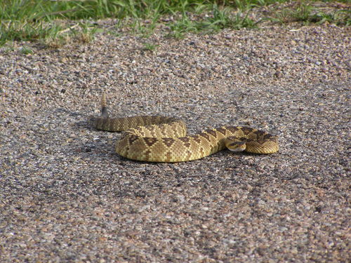 Photo of a Black-tailed Rattlesnake (Crotalus molossus)