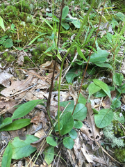 Hieracium marianum