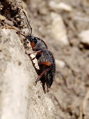 Otiorhynchus sensitivus