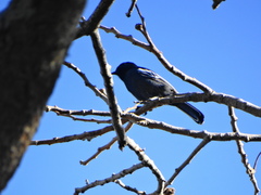 Melaniparus niger niger