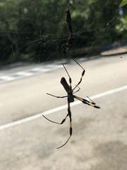 Trichonephila clavipes image