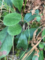 Hieracium marianum