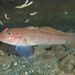 Blackeye Goby - Photo (c) Josh Houston, some rights reserved (CC BY-NC), uploaded by Josh Houston