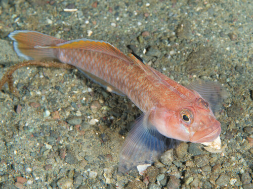Blackeye goby (Rhinogobiops nicholsii) — Gobiidae — 5