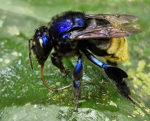 Eufriesea chrysopyga