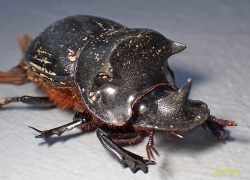 Catharsius molossus (Linnaeus, 1758)