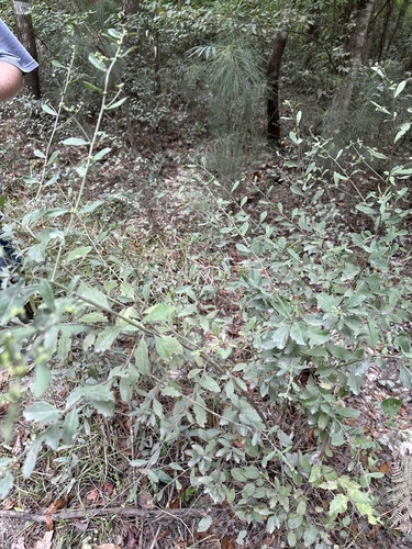 Image of Baccharis glomeruliflora by (c) Ashwin Srinivasan, some rights reserved (CC BY)