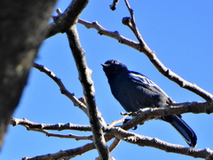 Melaniparus niger niger