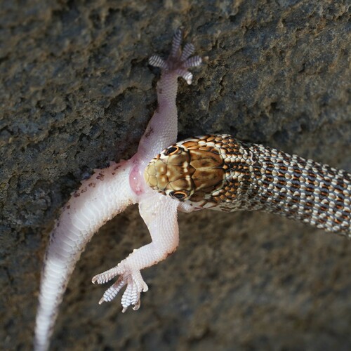 Balkan Racer, Hierophis gemonensis