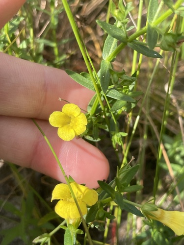 Gratiola lutea, photograph 4