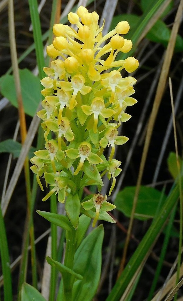 Habenaria paranaensis