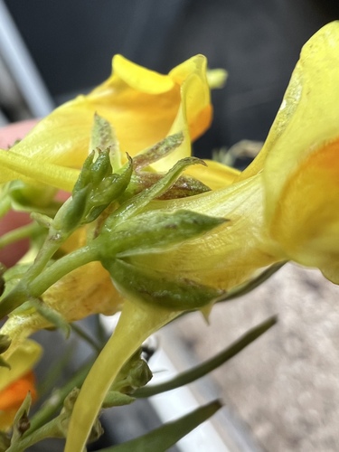 Image of Linaria angustissima by no rights reserved