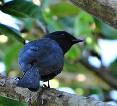 Melaenornis pammelaina ater
