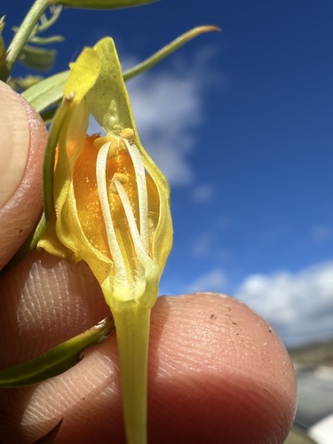 Image of Linaria angustissima by no rights reserved