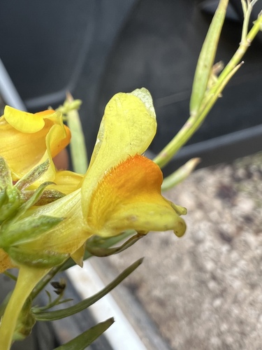 Image of Linaria angustissima by no rights reserved