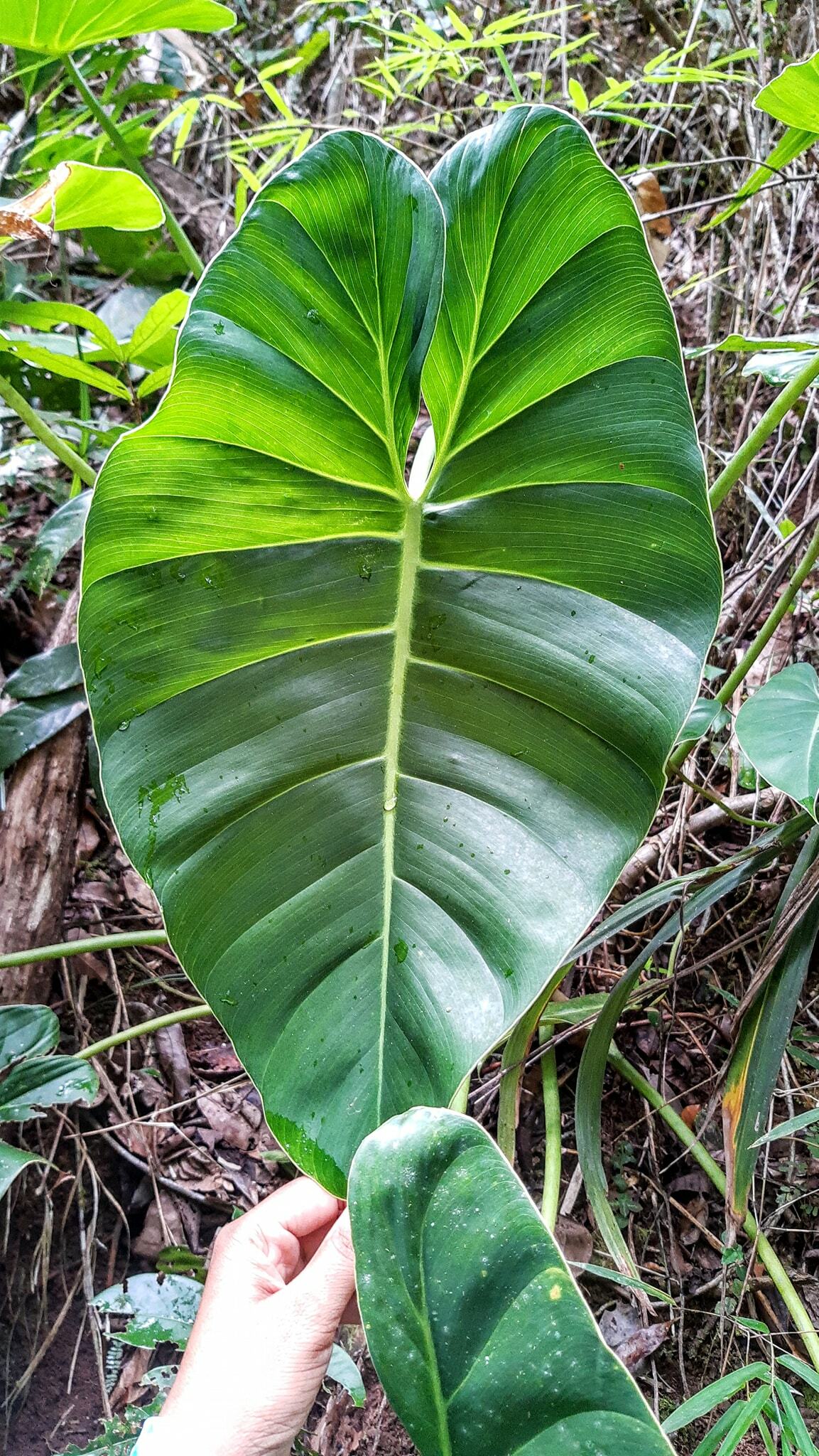 Philodendron minarum
