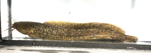 Snavelmeerval (Clarias theodorae) — Clariidae — 4