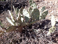 Opuntia stricta stricta
