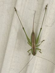 Conocephalus strictus