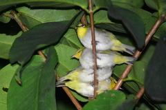 Zosterops simplex simplex